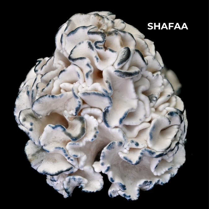 Enigma Mushrooms - Image 4