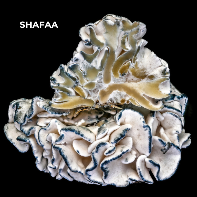 Enigma Mushrooms - Image 3