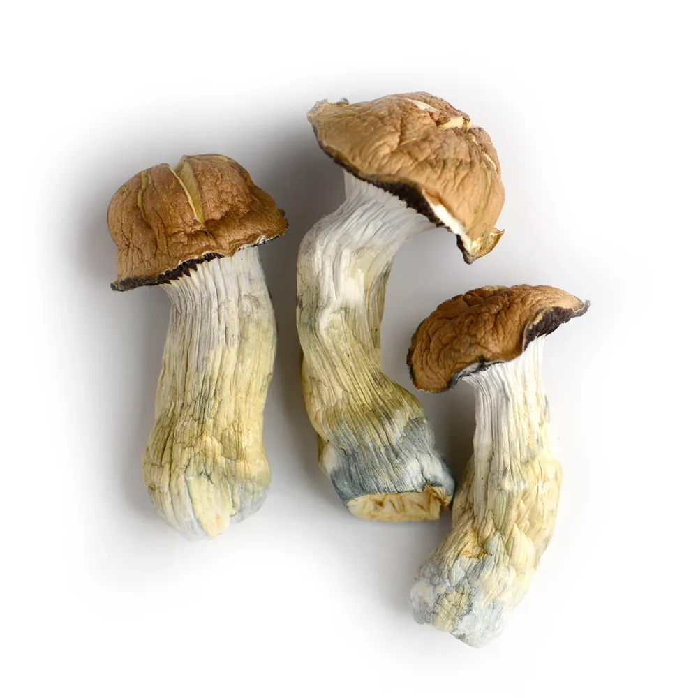 Tidal Wave Mushrooms - Image 3